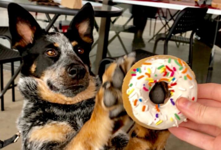 Dogs-n-Donuts Tucson