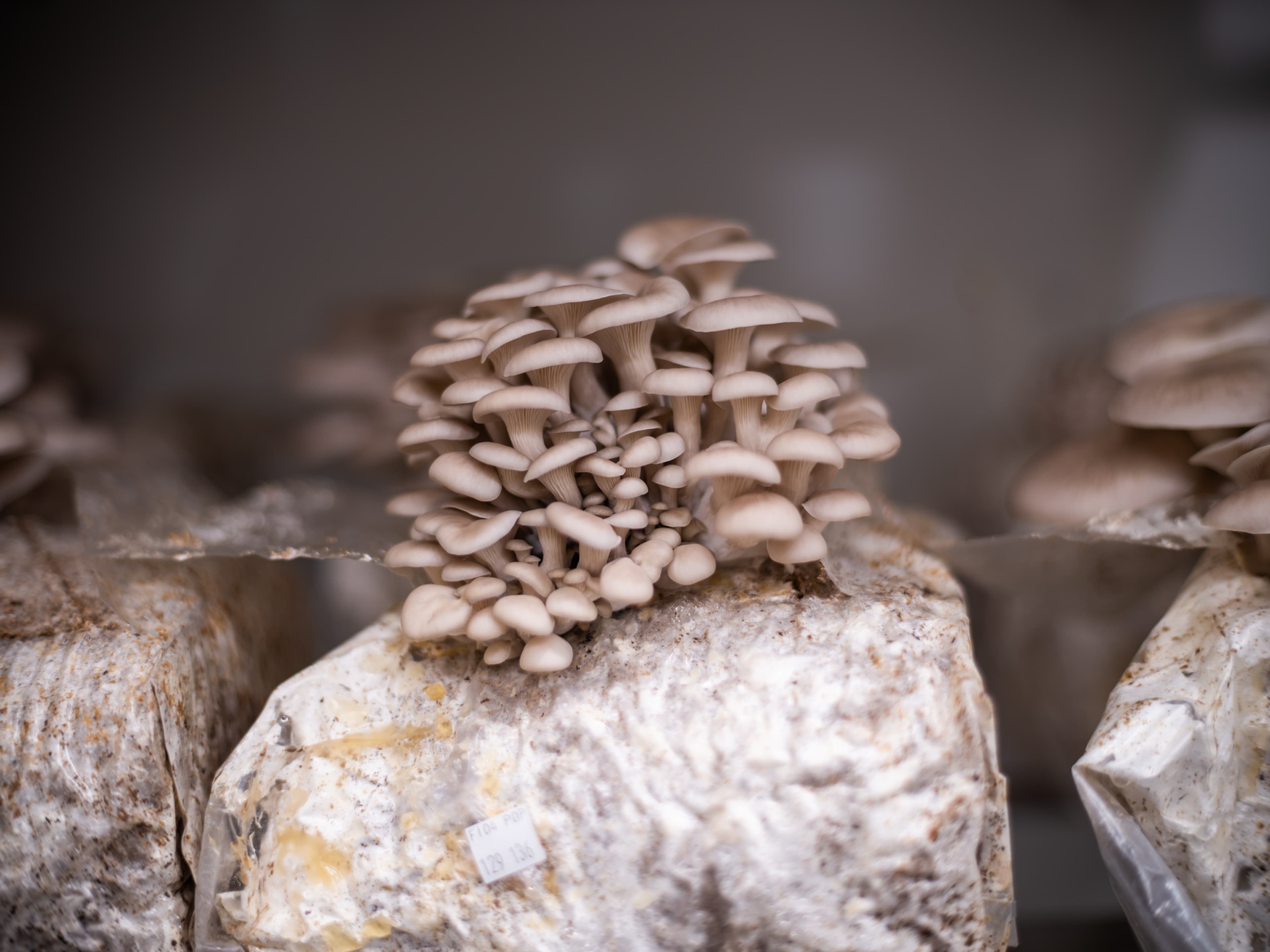 Desert Pearl Mushrooms: Local Fungi in Tucson’s Urban Farm Scene