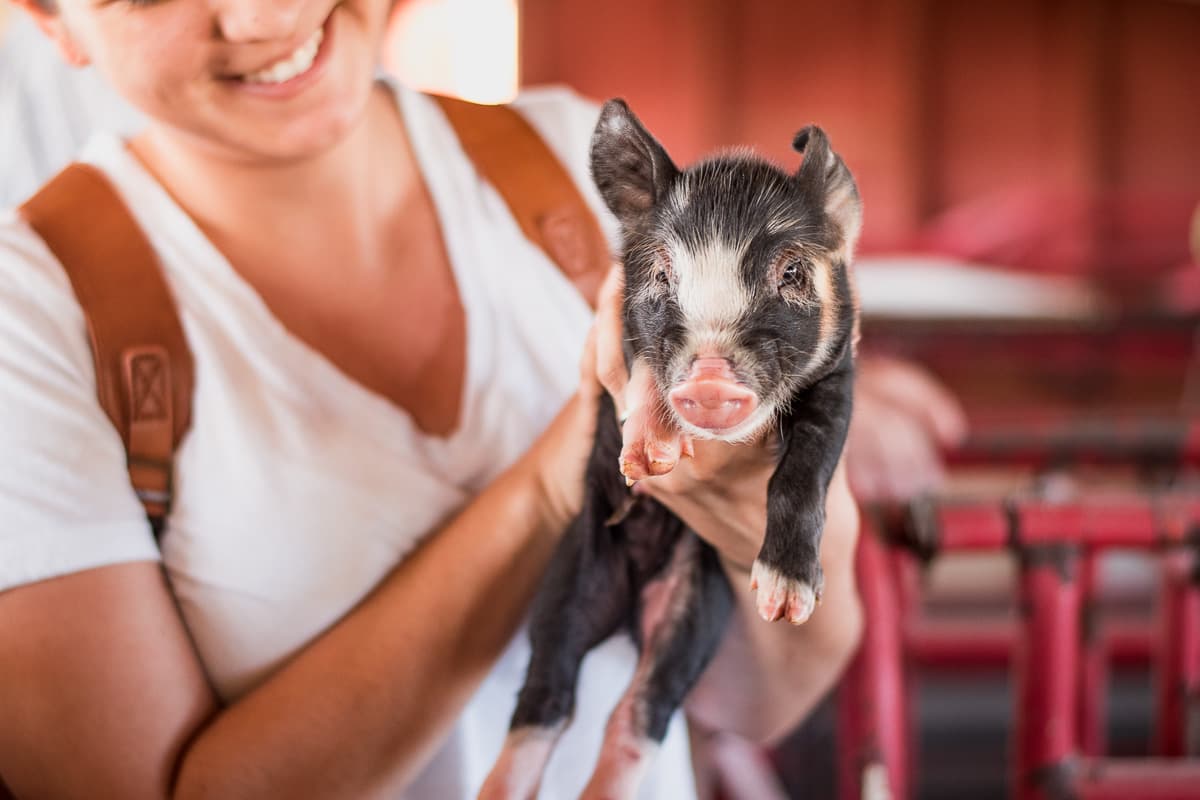 E & R Pork: Tucson’s Heritage Breed Pig Farm