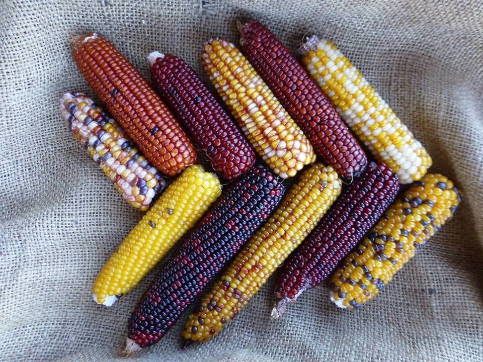 Enjoy A Farm-to-Table Harvest Picnic Prepared By Janos Wilder, Doug Levy, Chris Bianco & Other Notable Local Chefs