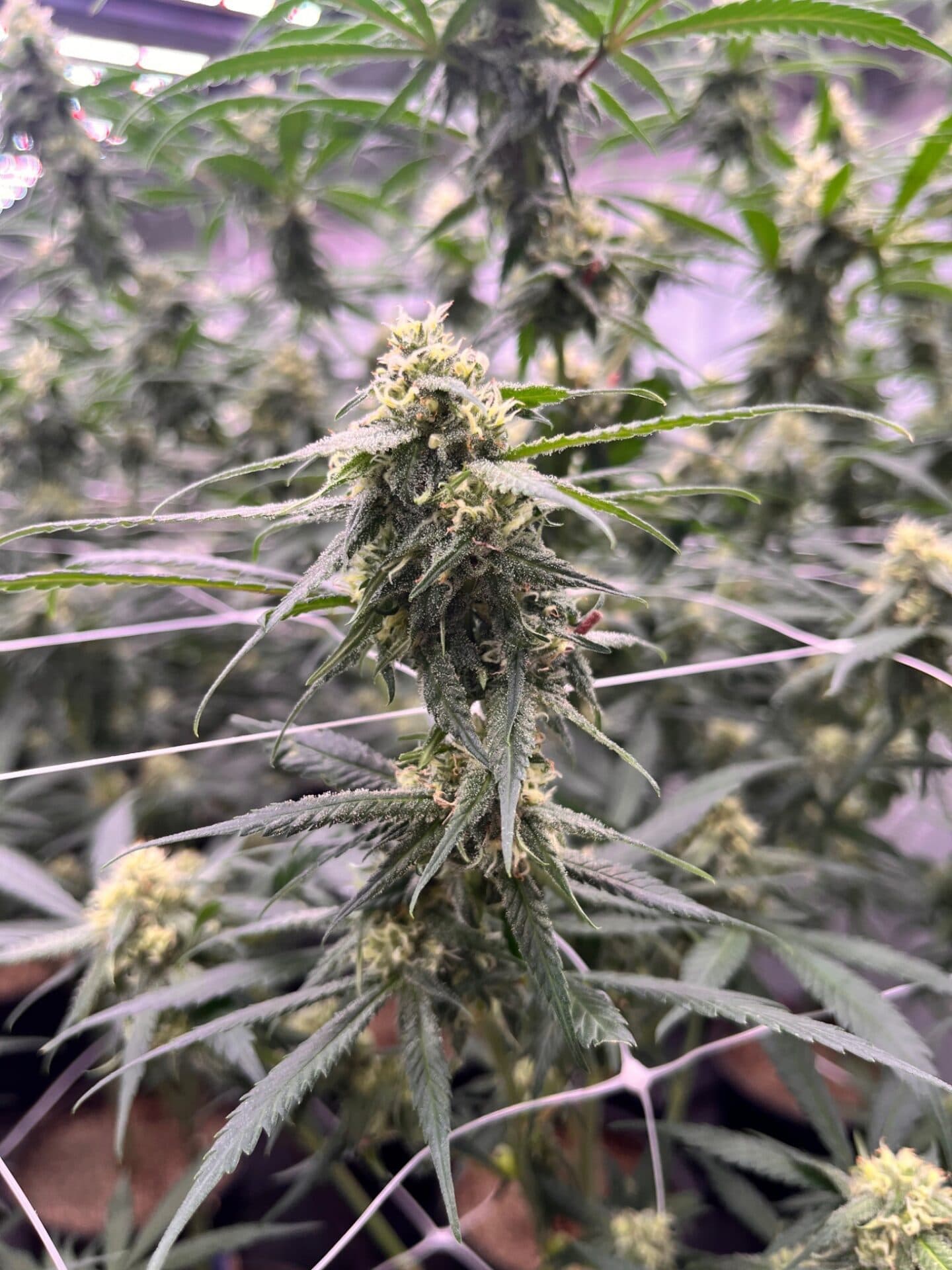 From Seed to Mastery: The Story of McKenzie Farms