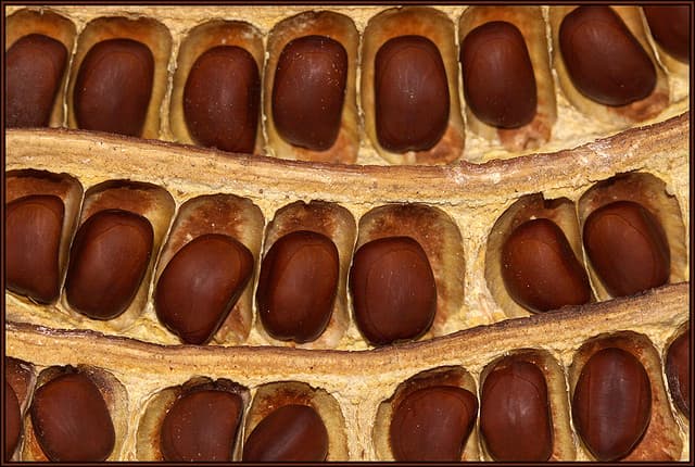 Gather Your Mesquite Pods for Desert Harvesters Milling & Wild Foods Fiesta