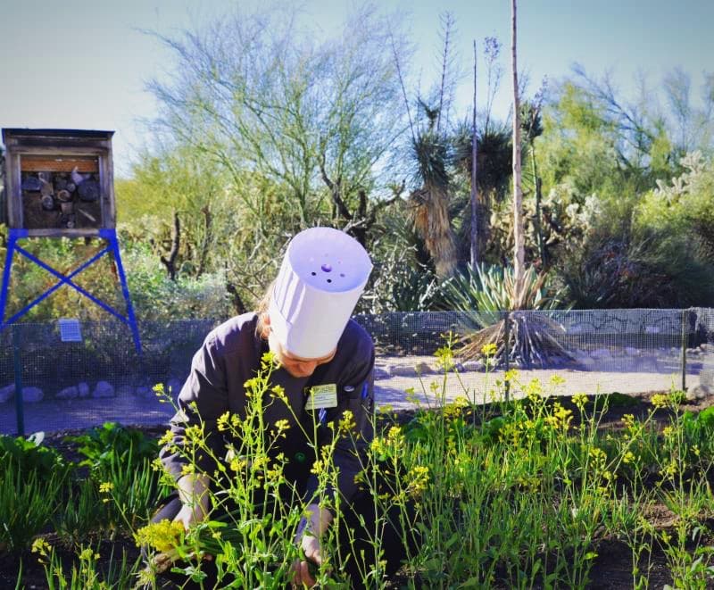 “Grange Within Range” hosts “Crop to Kitchen” dinner at Tohono Chul Garden Bistro