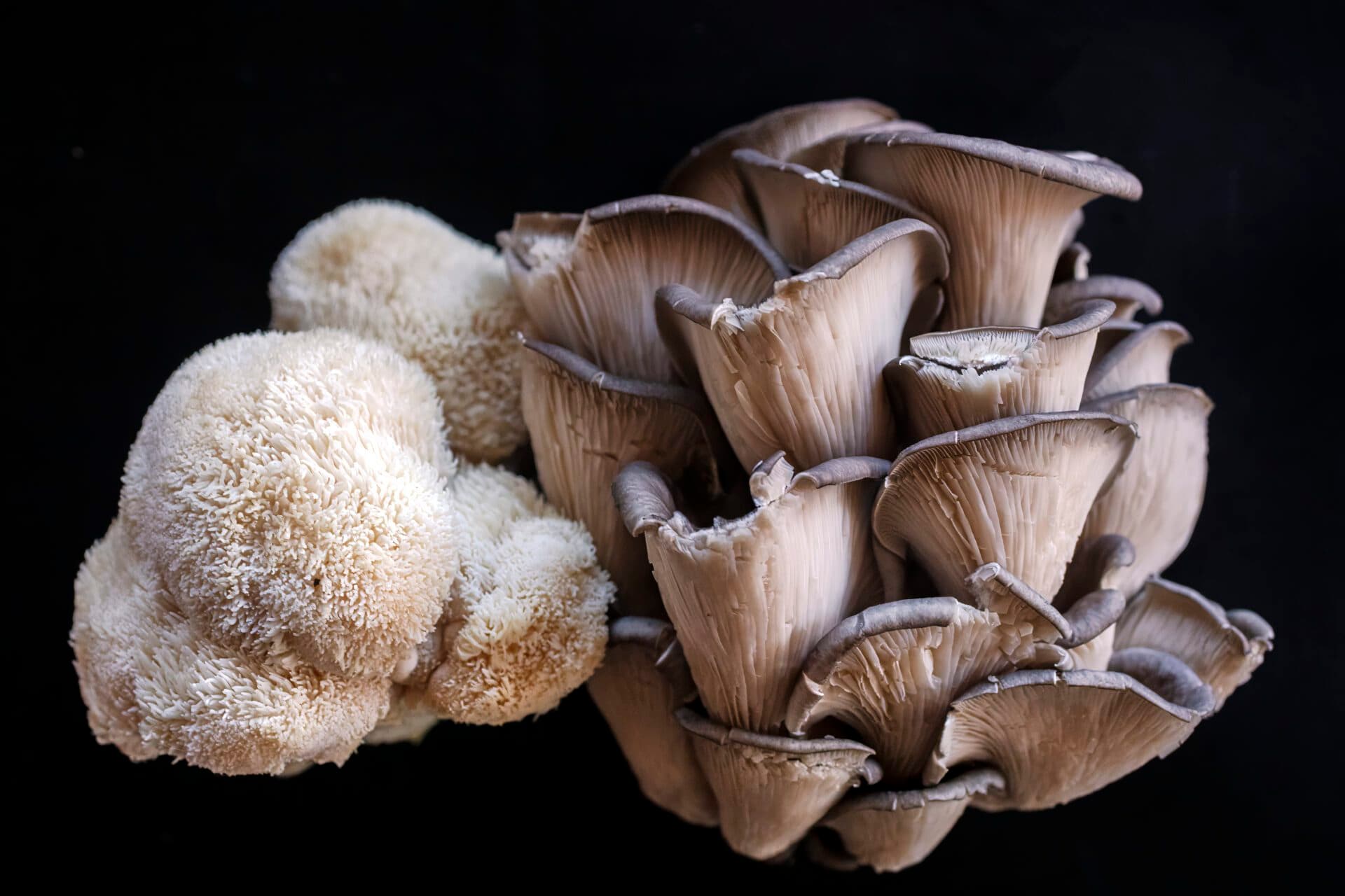 Humongous Fungus Among Us