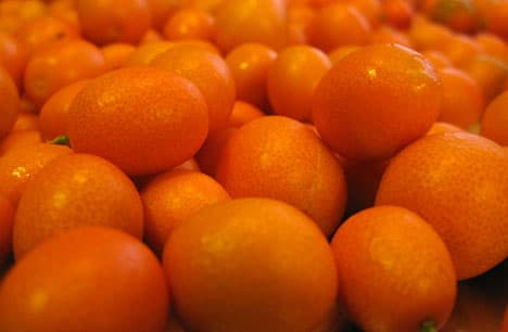 The Nagami Kumquat: A Primer