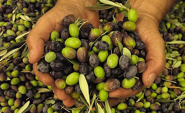 Live Olive Pressing with Queen Creek Olive Mill Marketplace
