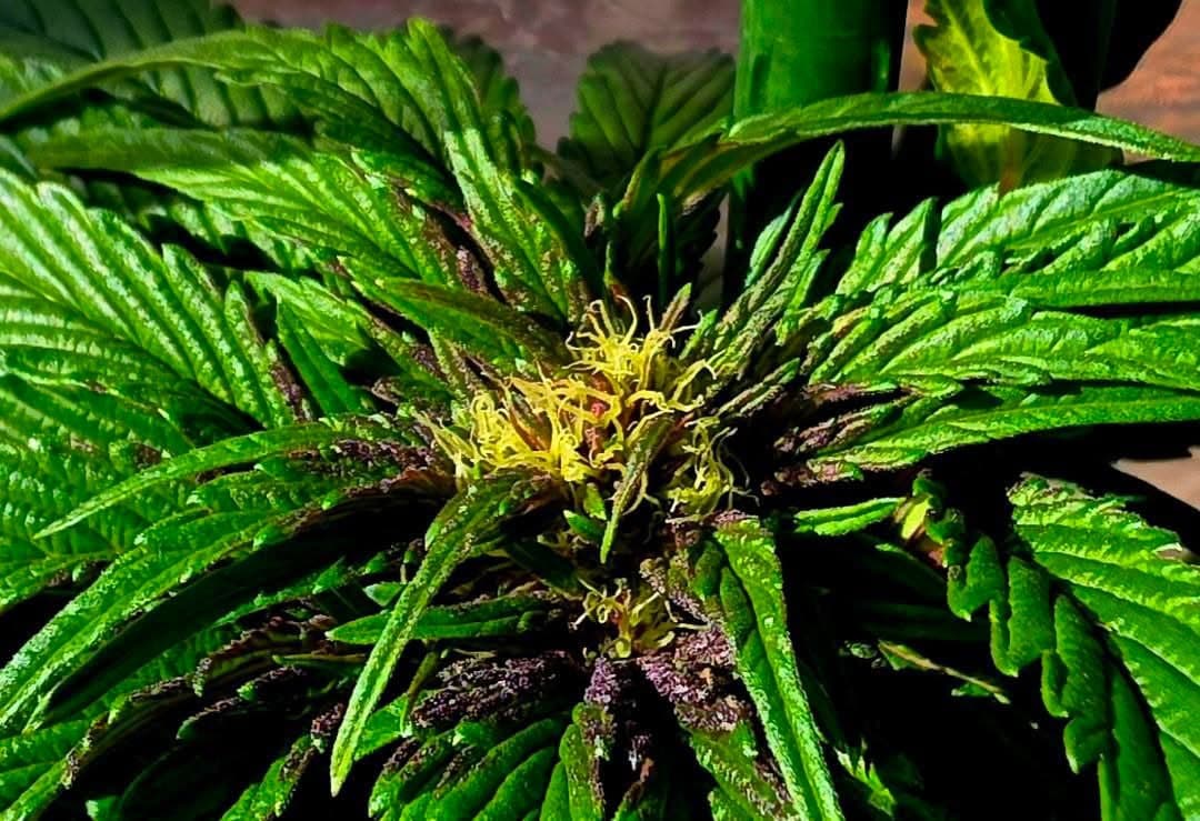 “May the 4th” Free Community Event with IO Extracts