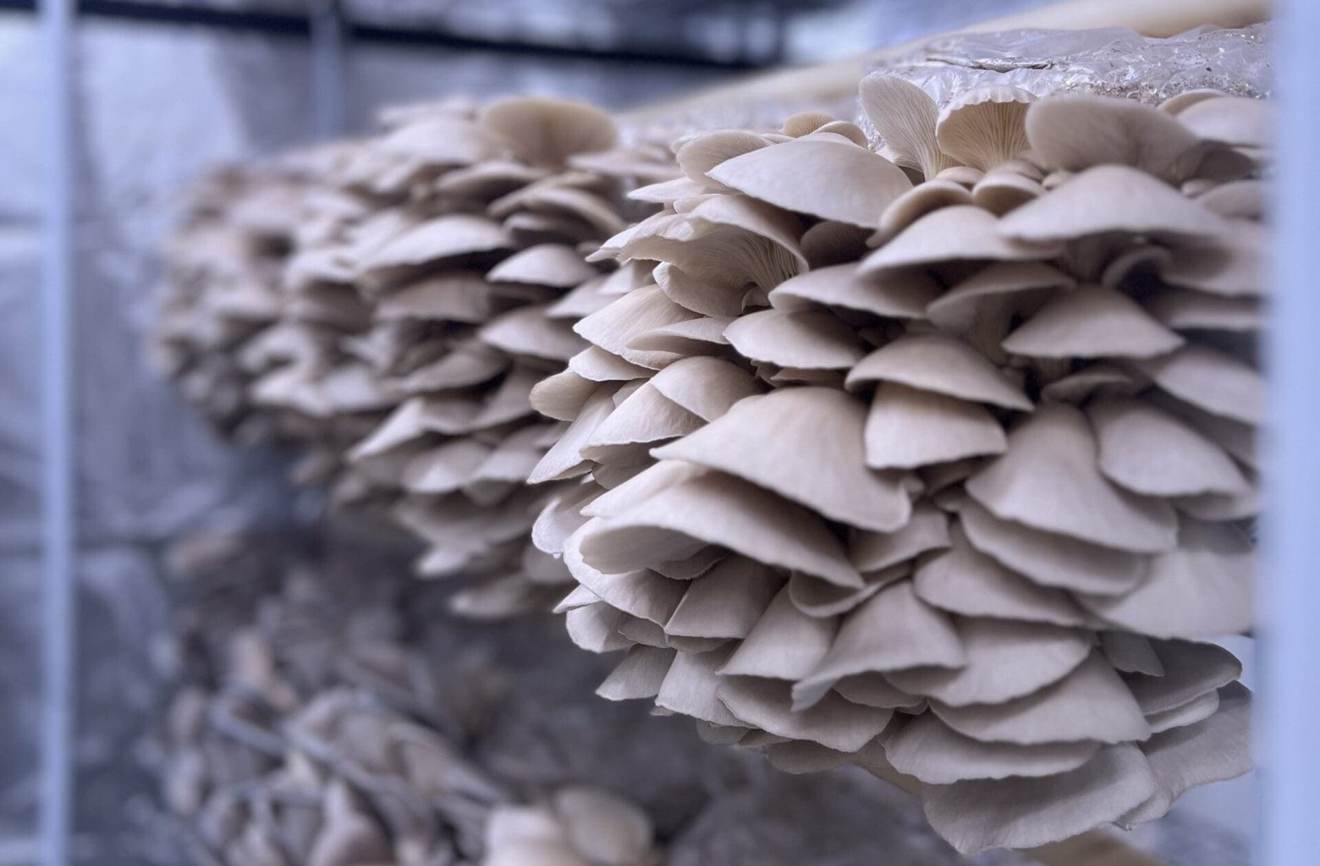 Sierra Vista’s Sunset Mushrooms Brings Fresh Fungi to Tucson