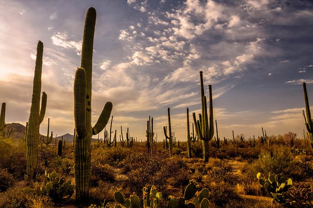 A Taste of the Wild: The Marana Wild Foods Gastronomy Tour