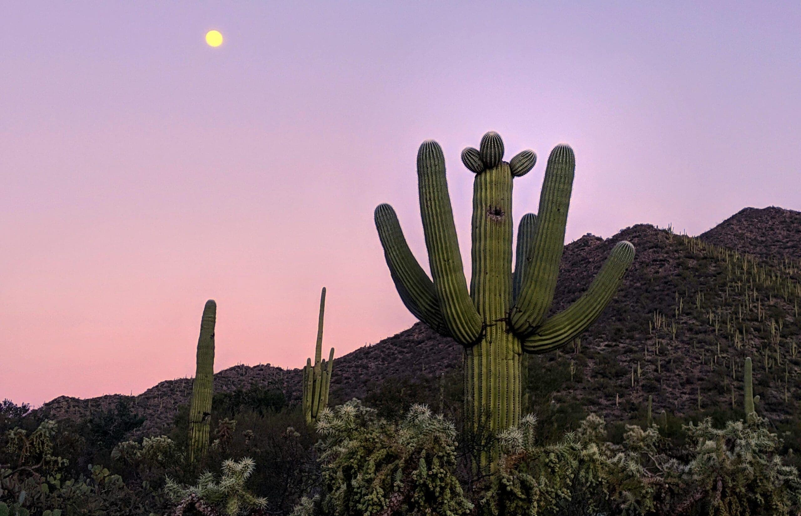 Tucson is Named the ‘Best Place to Live in Arizona in 2024’