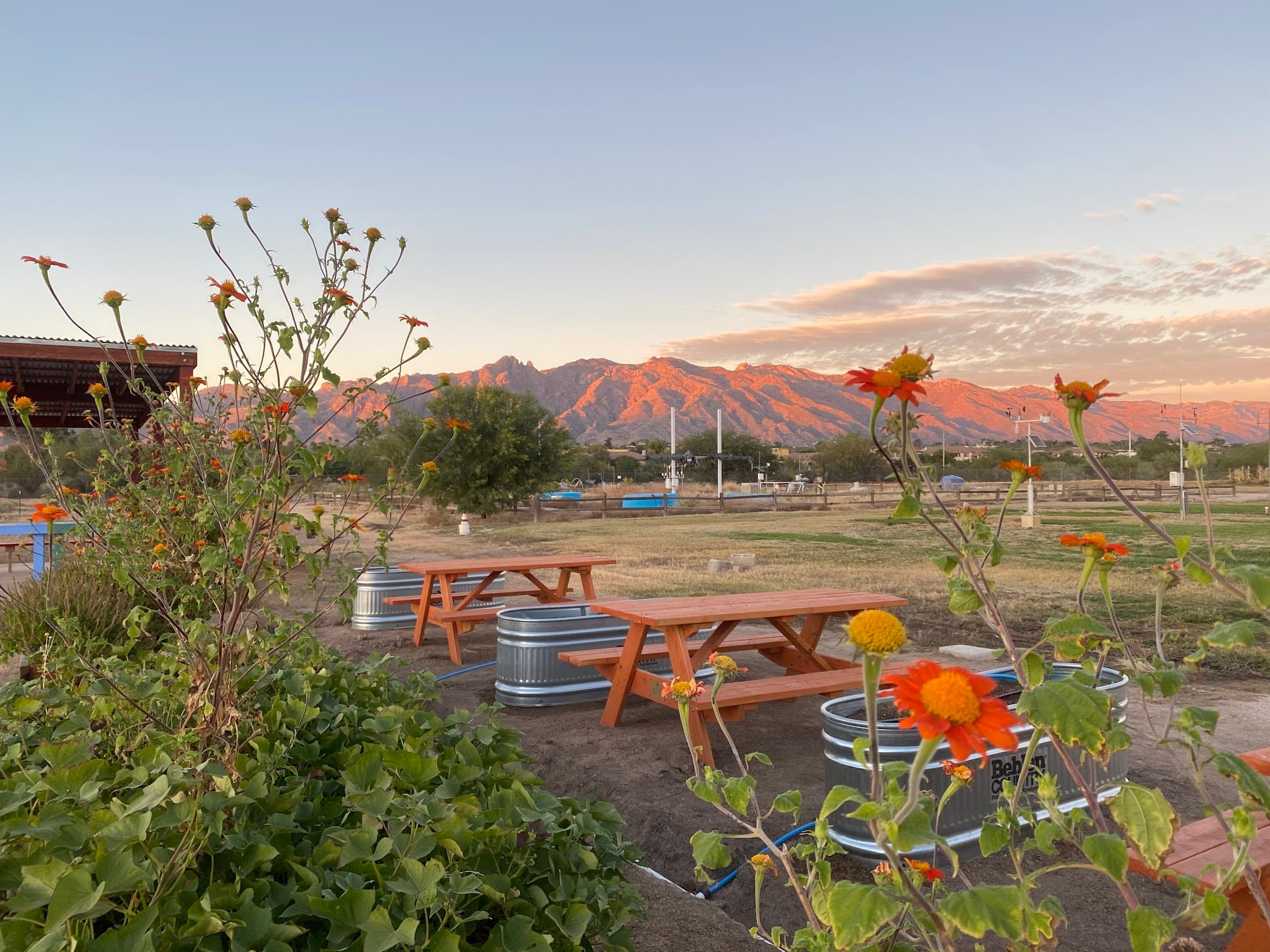 What’s happening at Tucson Village Farm? February 2024 Edition