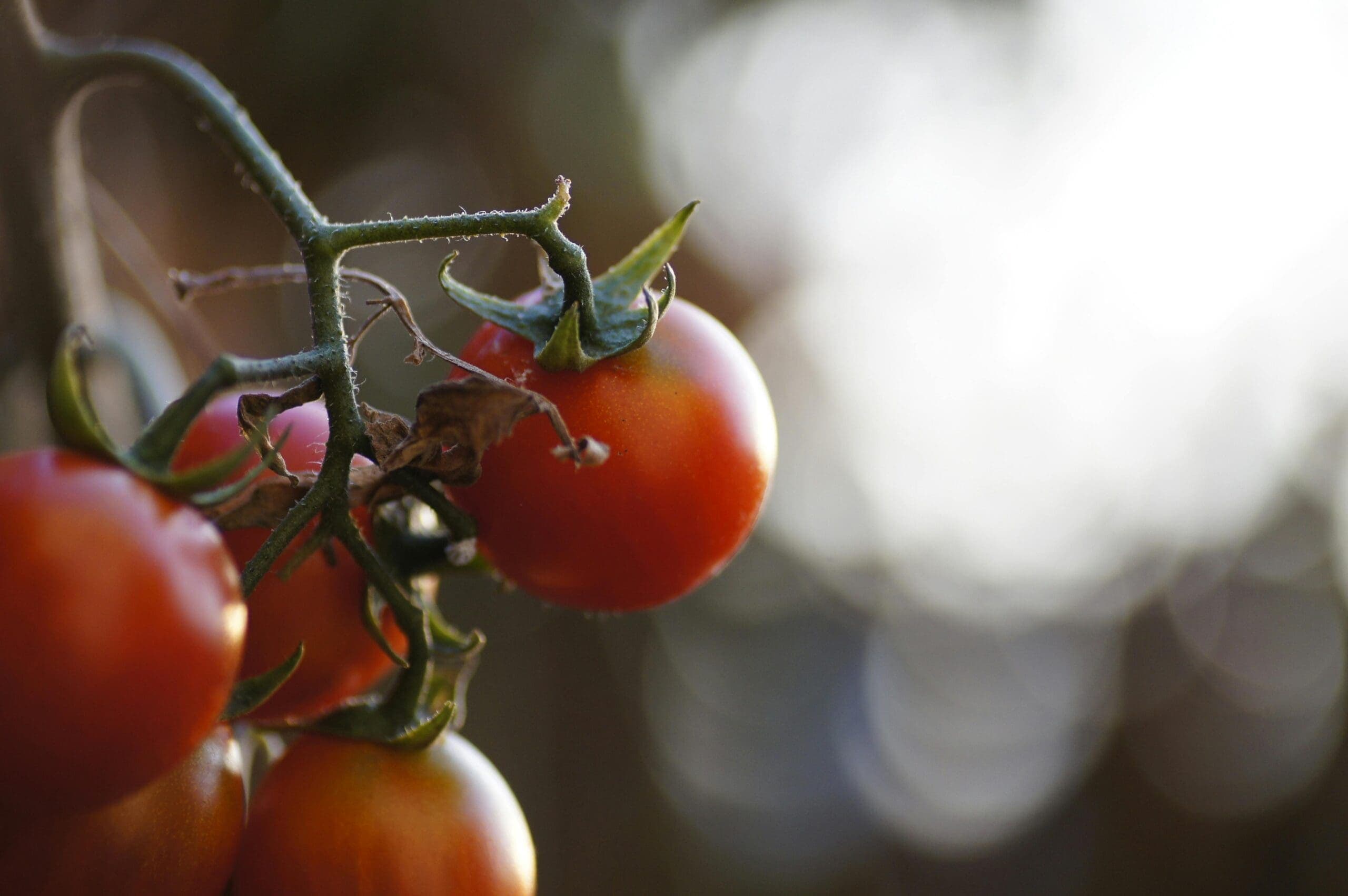 Tucson Village Farm Will Soon Be Powered by the Sun