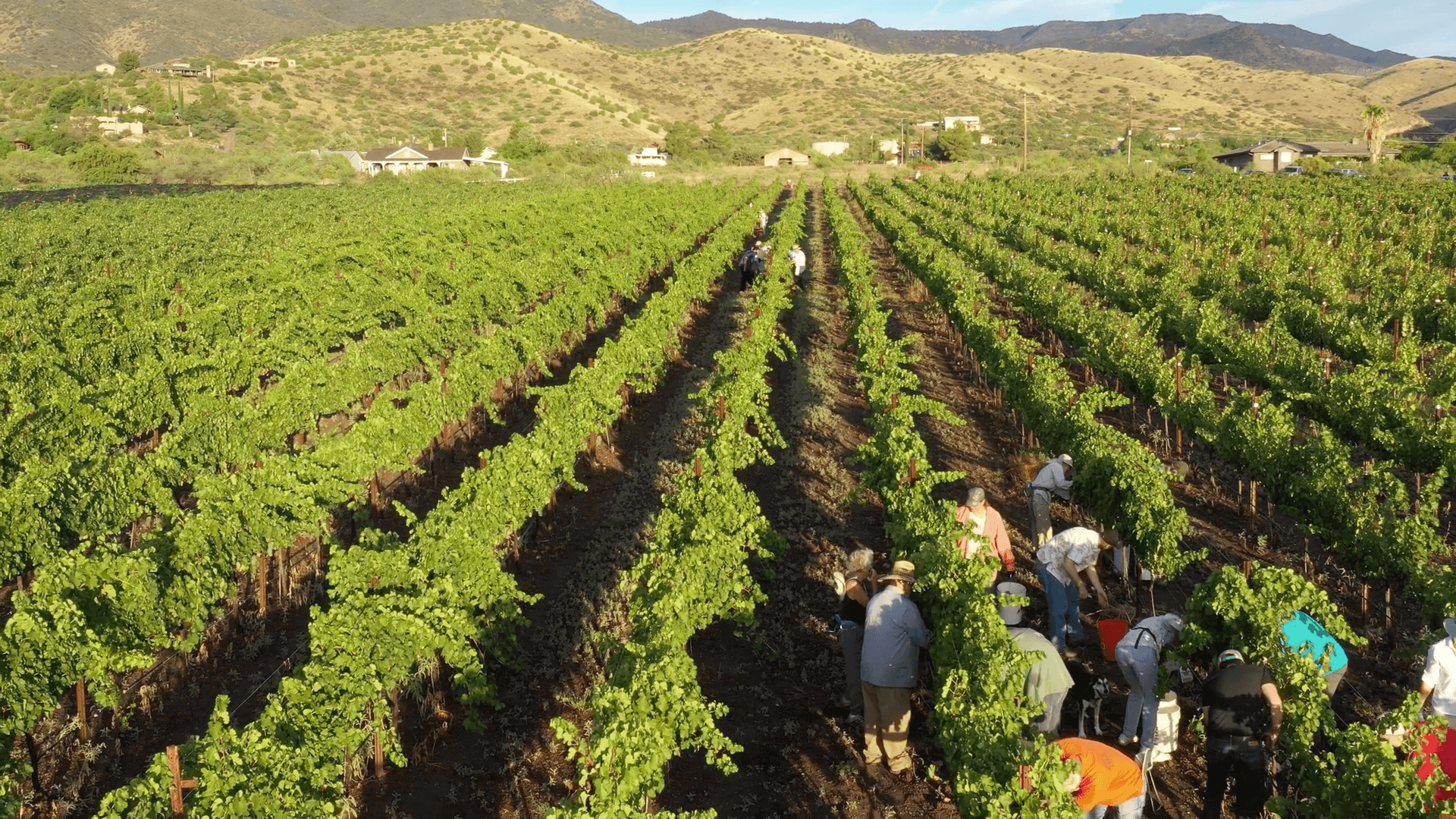 Wine country in Verde Valley, Arizona is now an American Viticulture Area (AVA)