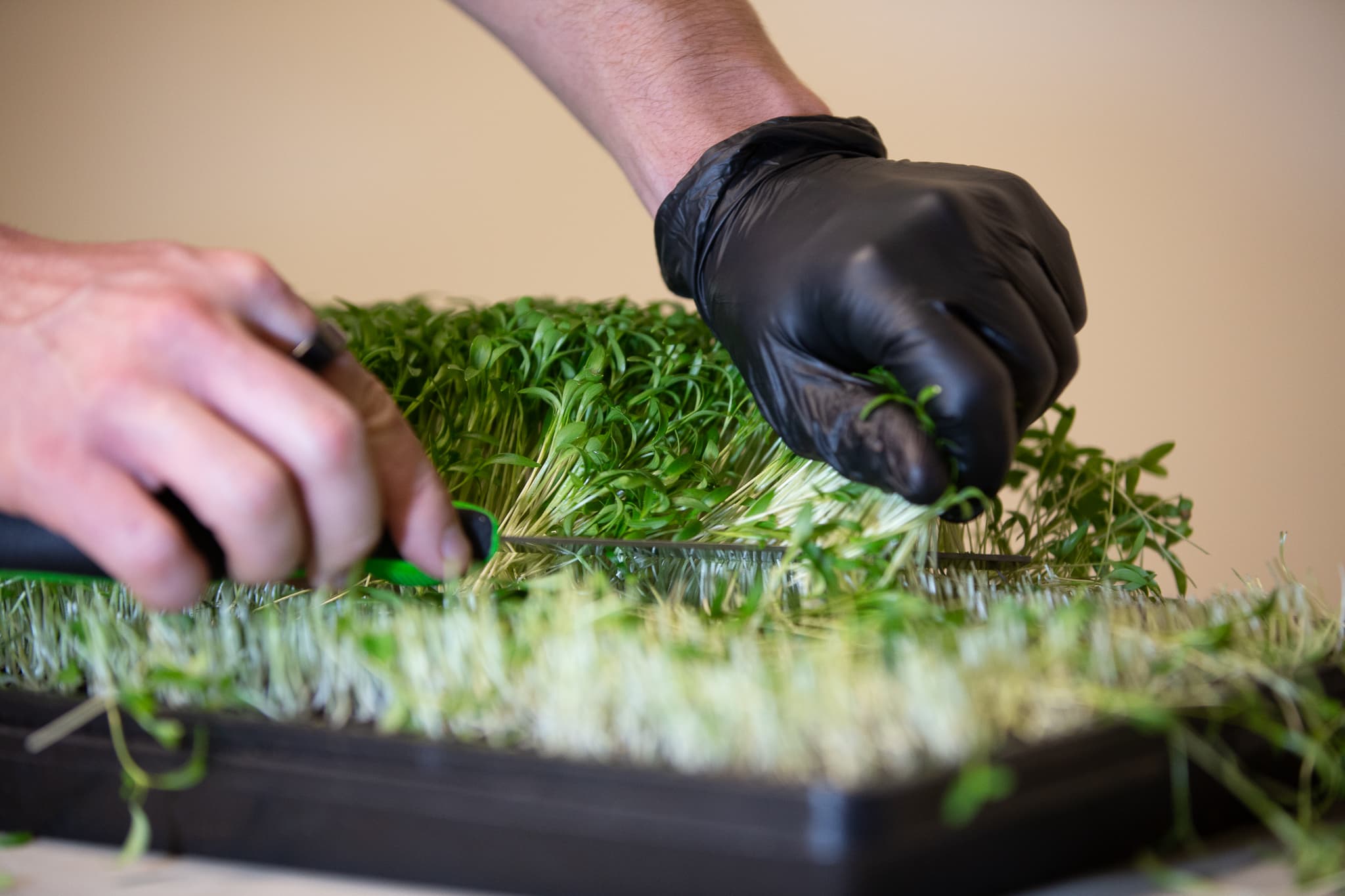 Vista Microgreens: Fresh sprouts delivered to your door