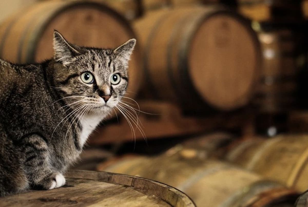 Whiskey Del Bac is Hosting a Retirement Party for ‘Two-Row’ the Distillery Cat