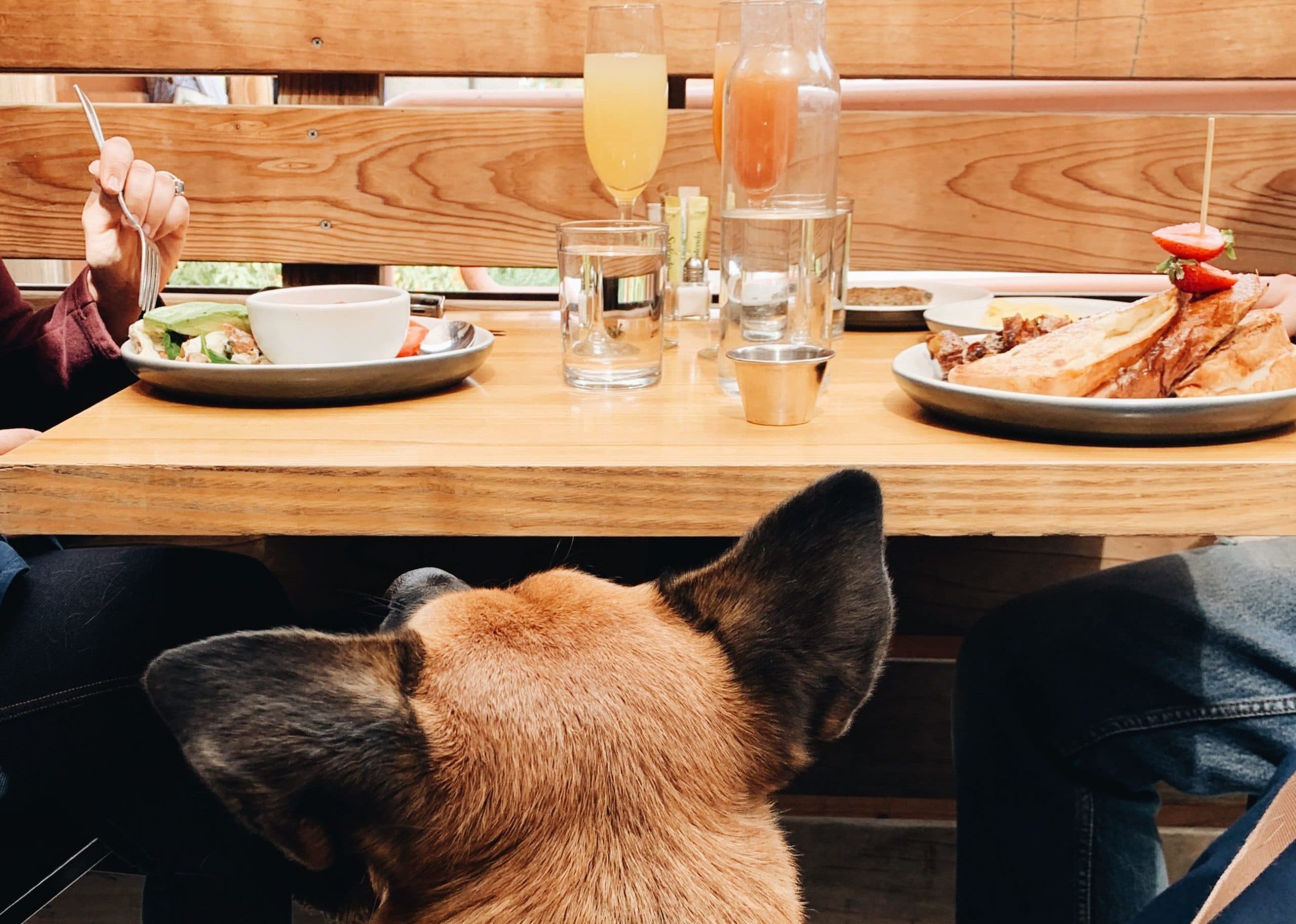 Woof Down Wednesday 2020: A delicious fundraiser for homeless pets