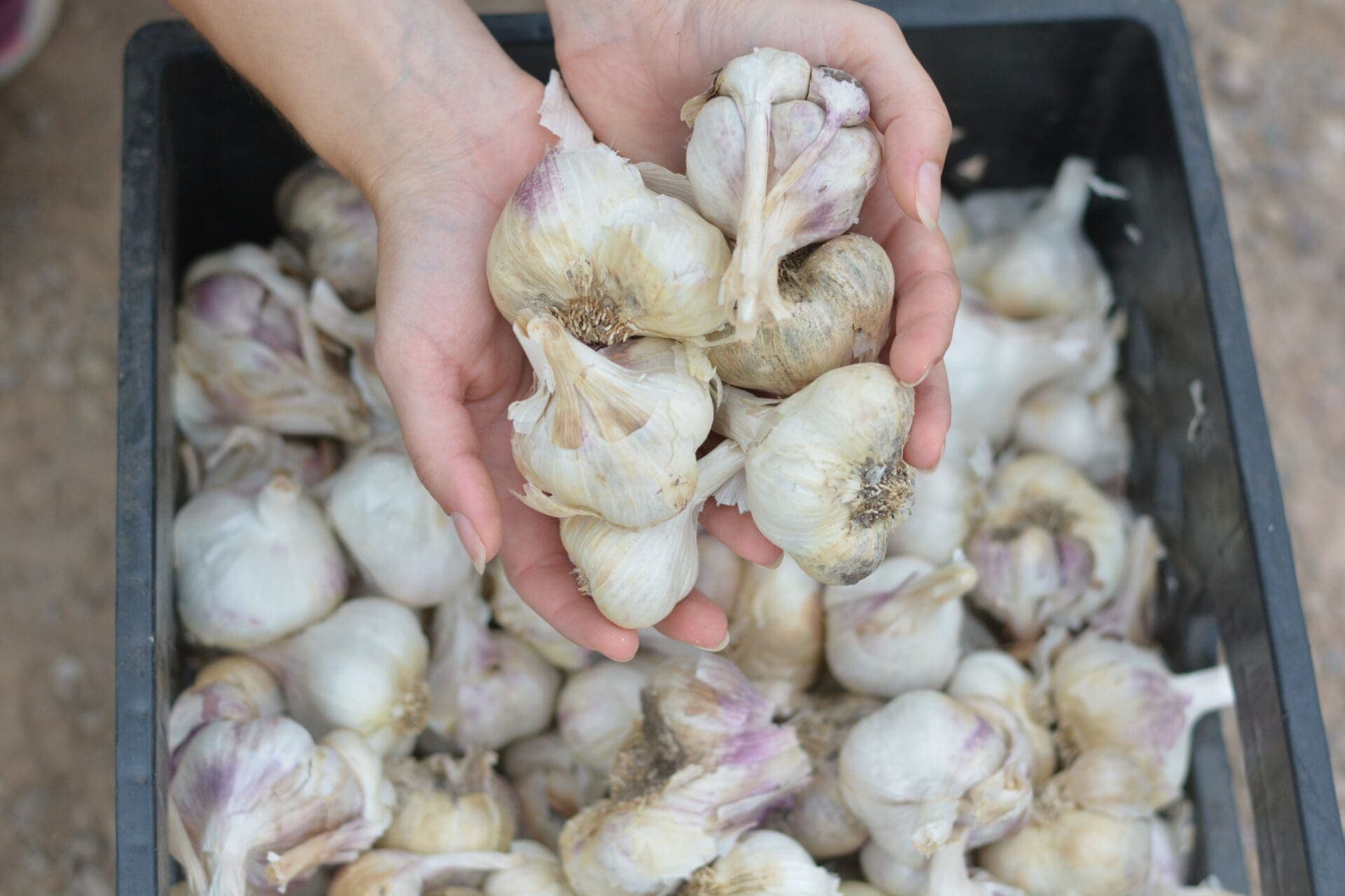 11th Annual Garlic Fest