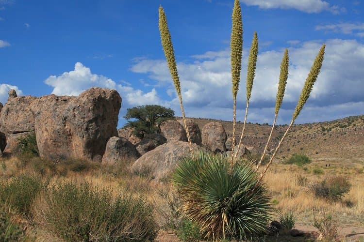 Agave Lifetime Career Award Lecture