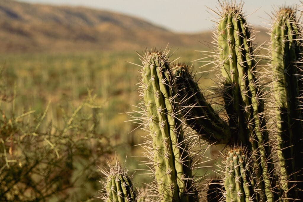 a close up of a plant