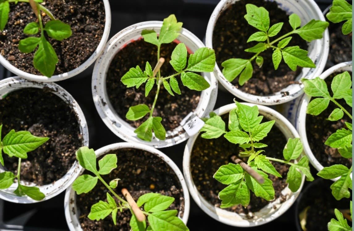 Fall Vegetable Start Sale