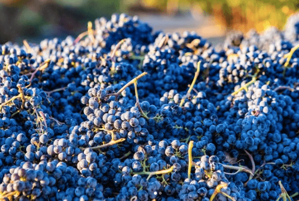 Krupp Brothers Wine Dinner