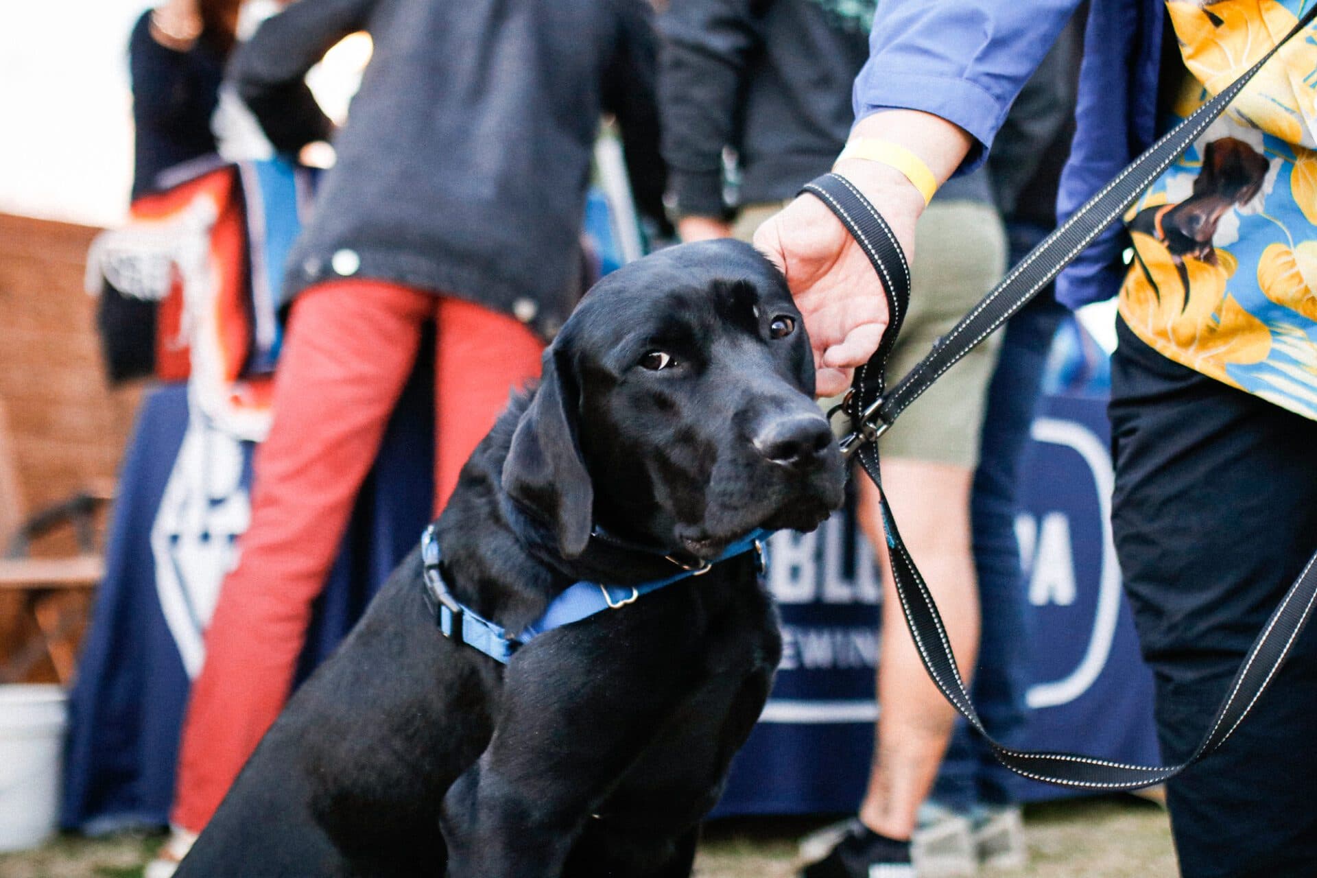 Labrador Meet & Greet: 1/12