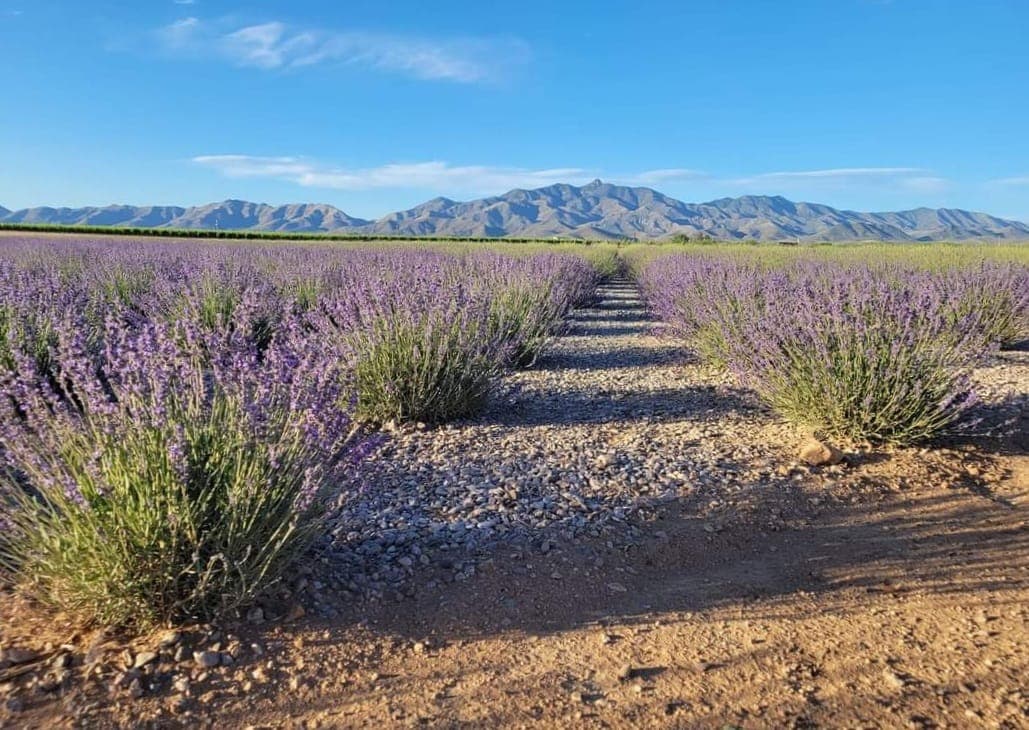 Lavender Festival