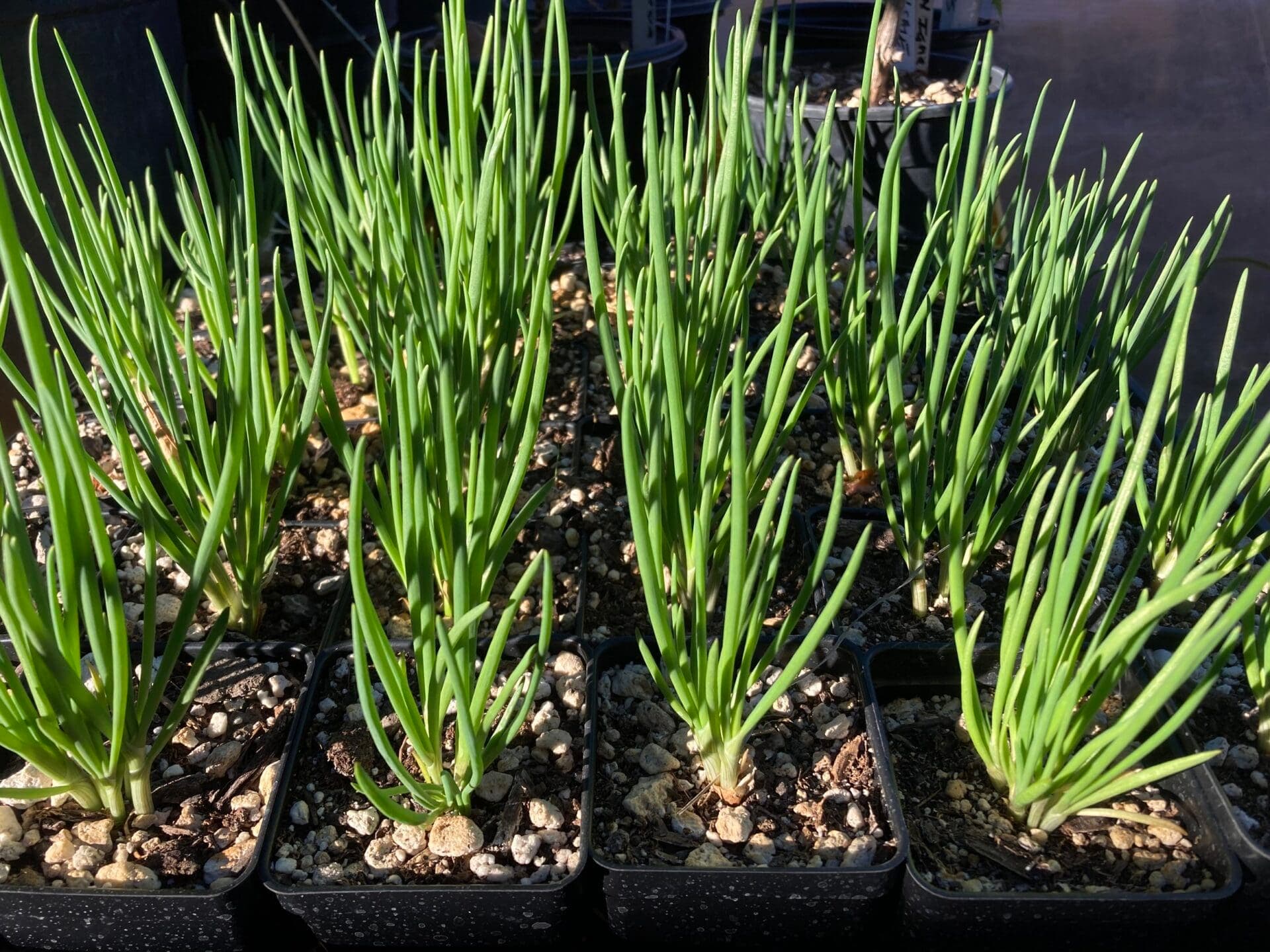 Plant Sale