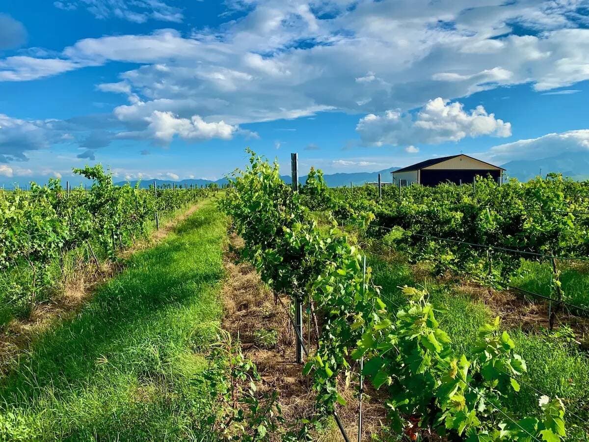 Soar into Twilight – A Five Course Paired Wine Dinner