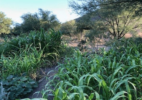 Summer Sunsets at Mission Garden