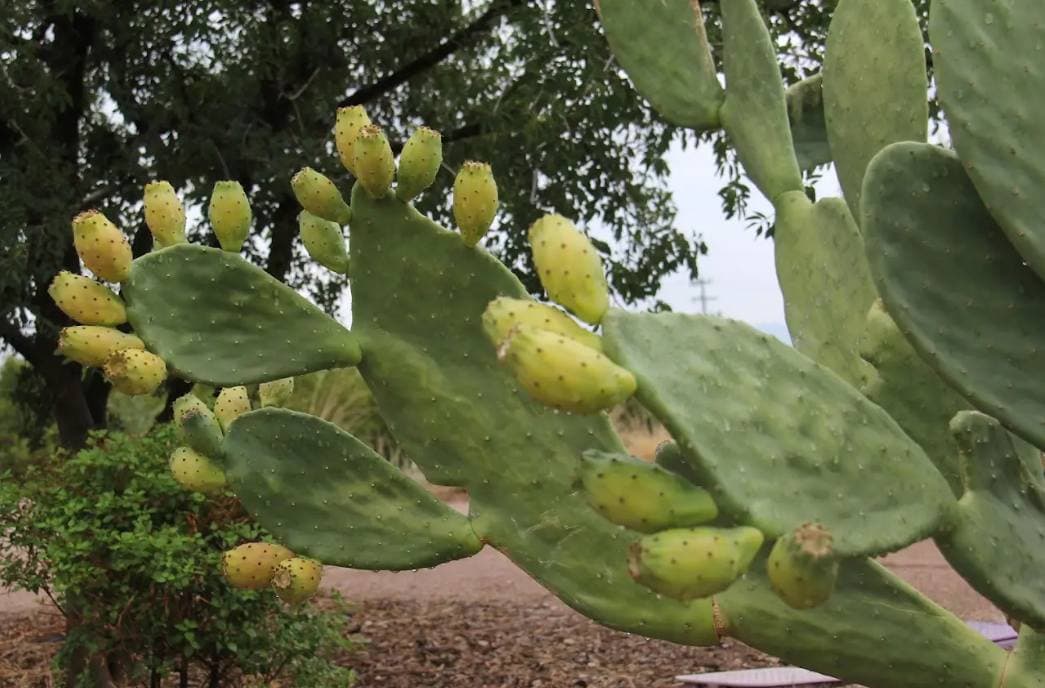 Tasting History - Prickly Pears