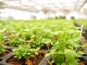 Sunizona Family Farms Microgreens Growing