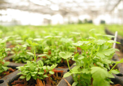 Sunizona Family Farms Microgreens Growing
