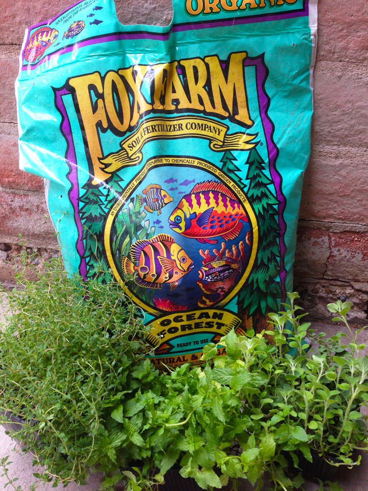 Tucson Foodie's Selected Herbs and FoxFarm Ocean Forest Soil