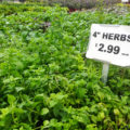 Herbs on the cheap from Tucson's Green Things