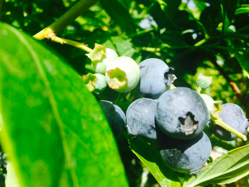 O'Neal Blueberries at Mesquite Valley Growers (Credit: Adam Lehrman)