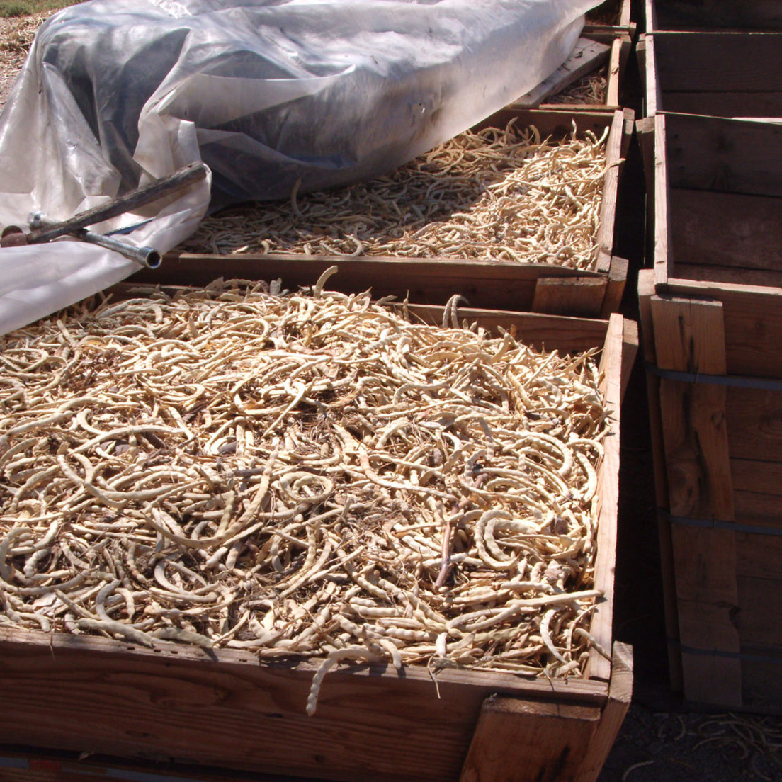 Five Mesquite Events In June five-mesquite-events-in-june