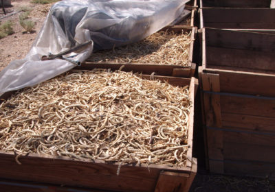 Mesquite pods await milling