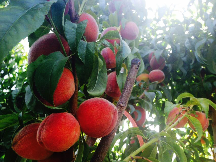 Peaches at Mesquite Valley Growers