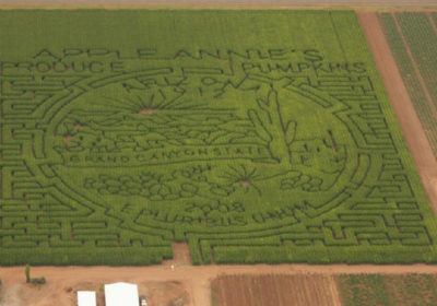 Apple Annie's 2008 Corn Maze (Photo Credit: Tucson Citizen)