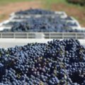 Carlson Creek Vineyard Expansion