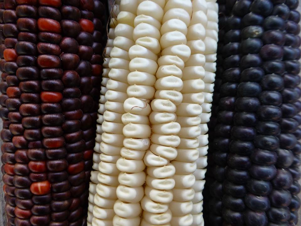 Regional Corn Variety from Native SEED/Search