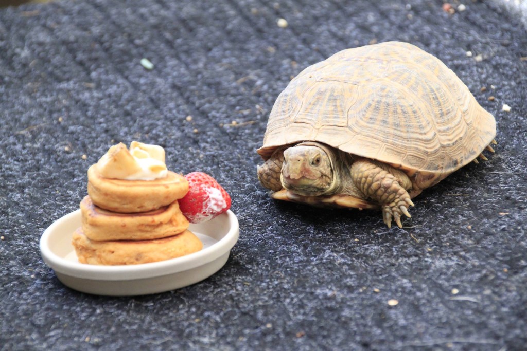 Tortoise with Pancakes at Arizona Sonoran Desert Museum (Photo credit: Arizona-Sonora Desert Museum)