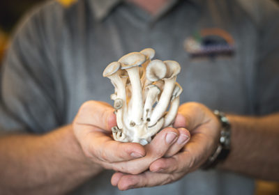 Blue oyster mushrooms from Sonoran Mushroom Company (Credit: Jackie Tran)