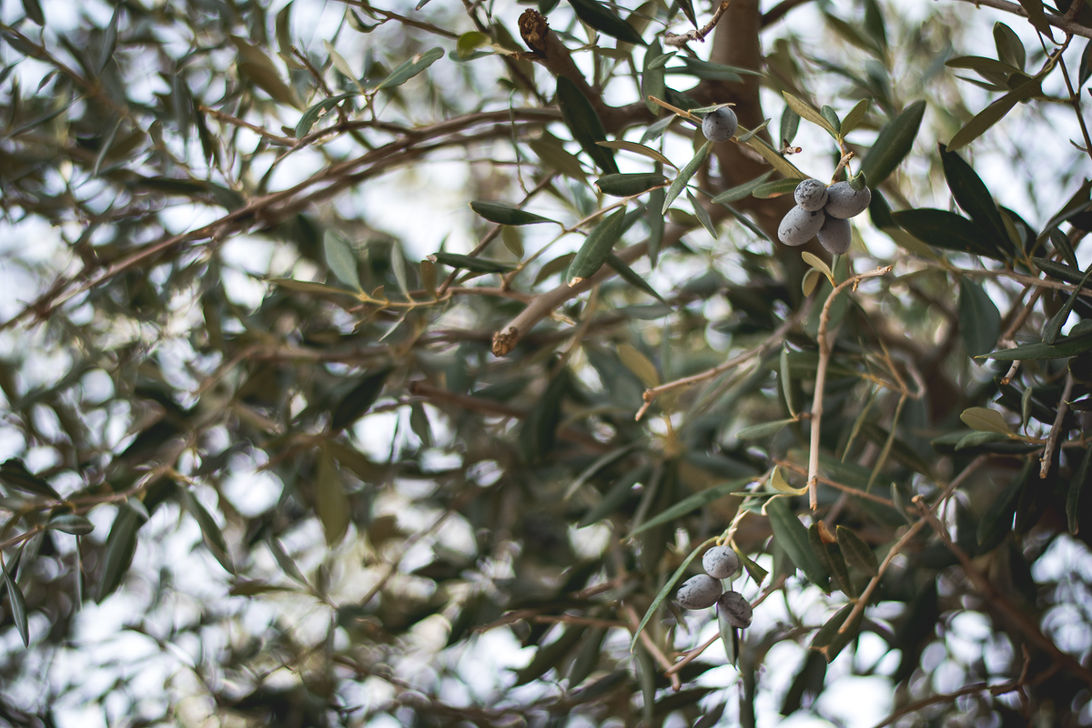 TFQueenCreekOliveMillkalamatatree0422 Tucson Foodie