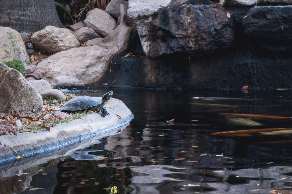Turtle resting at a koi pond at Govinda's Natural Foods Buffet (Credit: Jackie Tran)