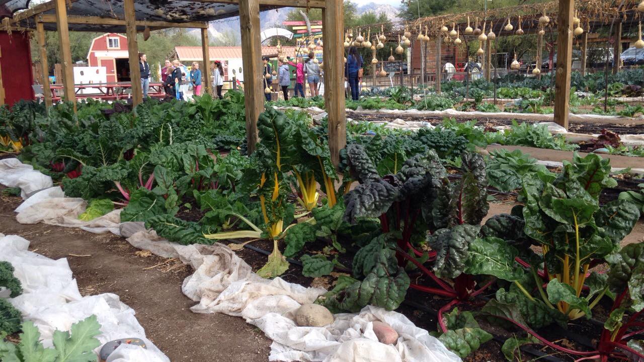 Angel Charity Selects Tucson Village Farm As Beneficiary For 445k
