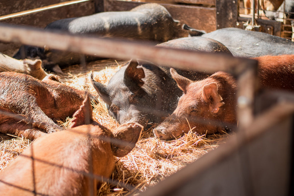 Pigs at E & R Pork (Credit: Jackie Tran)