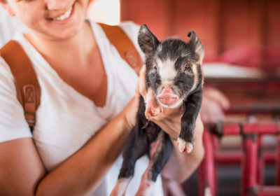 Piglet at E & R Pork (Credit: Jackie Tran)