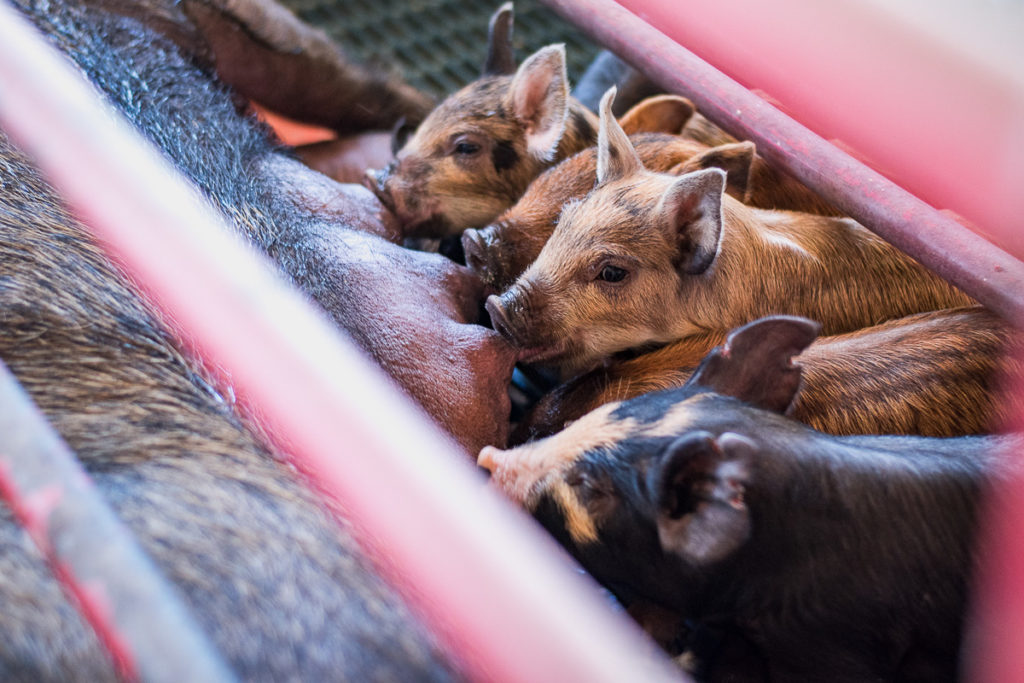 Piglets nursing at E & R Pork (Credit: Jackie Tran)